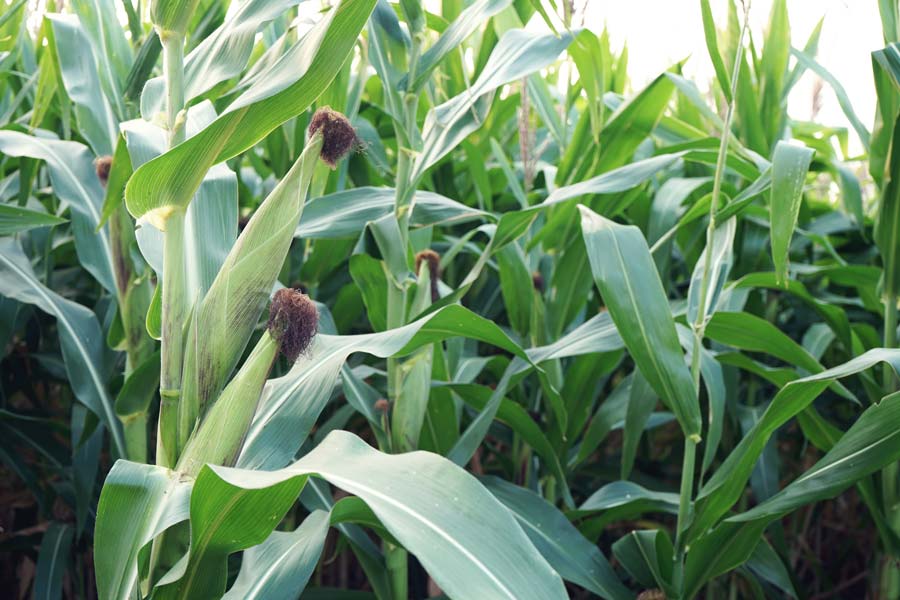 6-Harvest-Season-Moon-aciikatakiilhswa