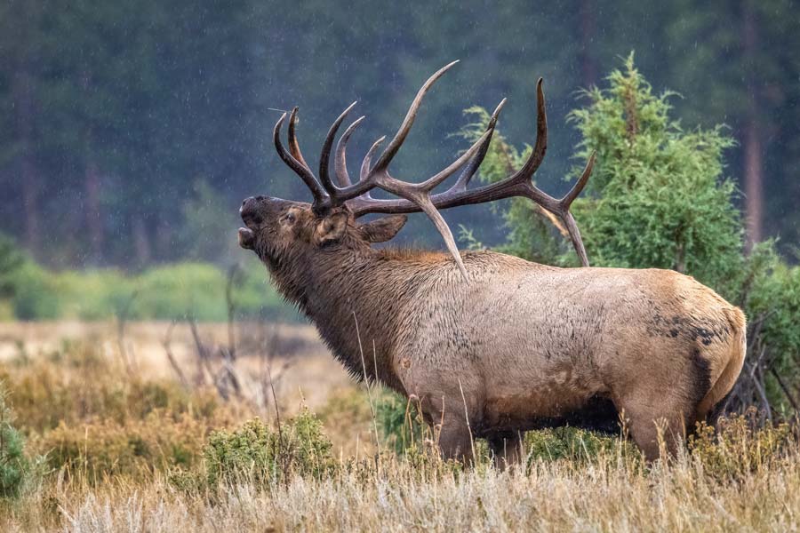 7-Elk-Moon-mihšiiwia-kiilhswa